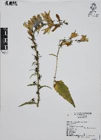 Campanula rapunculoides image
