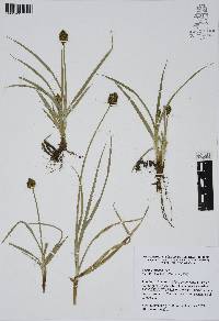 Carex orizabae image