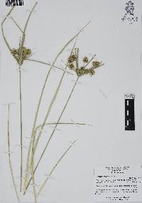 Cyperus eragrostis image
