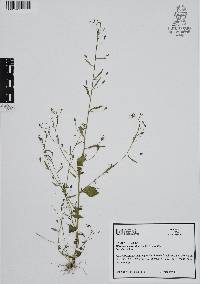 Diastatea micrantha image