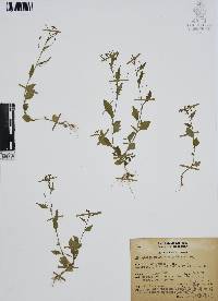 Diastatea micrantha image