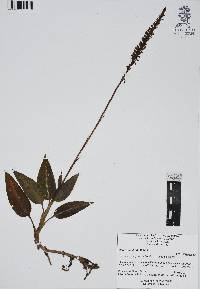 Goodyera striata image