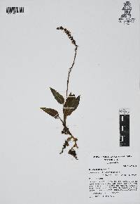 Goodyera striata image