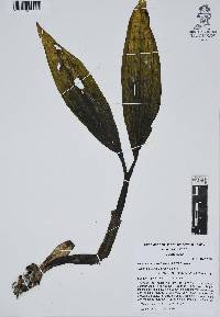 Govenia praecox image