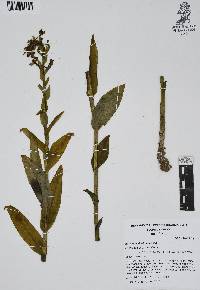Habenaria floribunda image