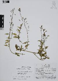 Lobelia berlandieri image