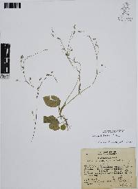 Lobelia berlandieri image