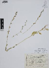 Lobelia berlandieri image