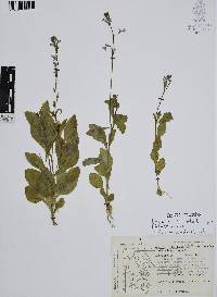 Lobelia berlandieri subsp. brachypoda image