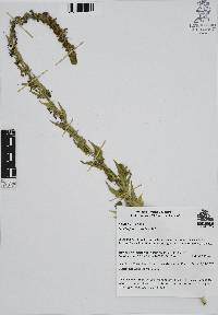 Lobelia fenestralis image