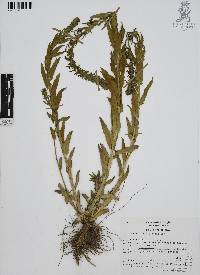 Lobelia fenestralis image