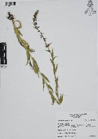 Lobelia fenestralis image