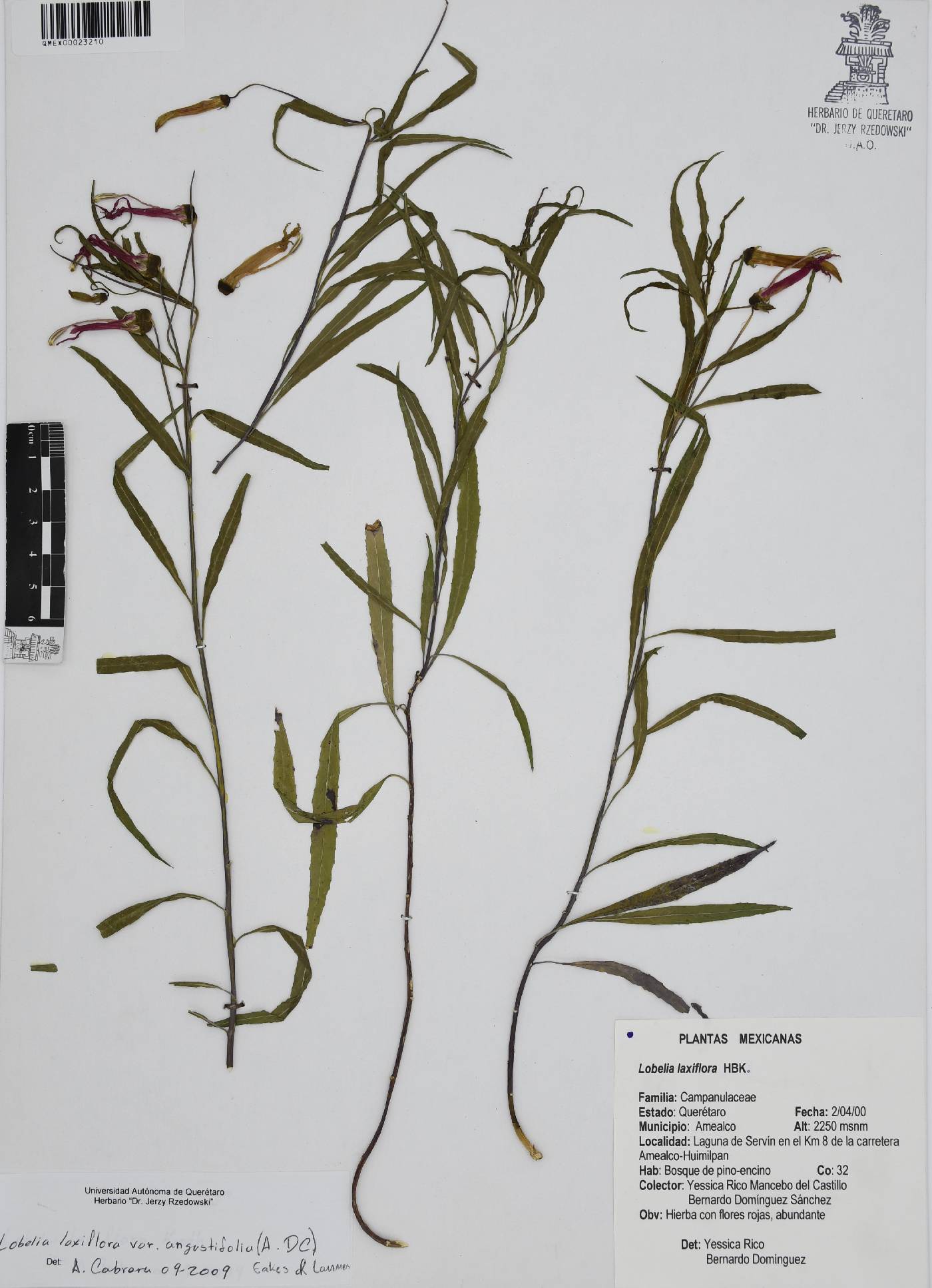 Lobelia laxiflora subsp. angustifolia image