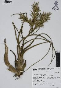 Tillandsia caput-medusae image