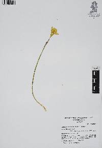 Image of Zephyranthes katheriniae