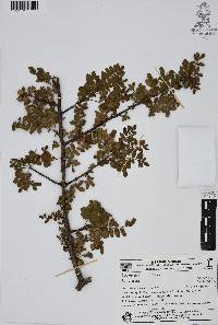 Bursera aptera image