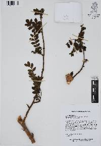Bursera ariensis image