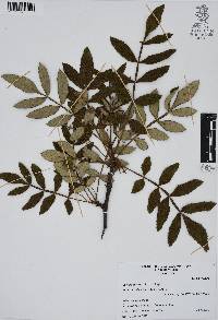 Bursera cuneata image