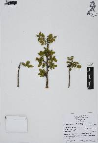 Bursera fagaroides image