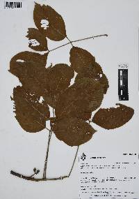 Bursera kerberi image