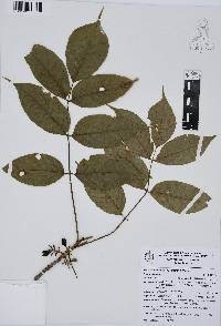Bursera roseana image