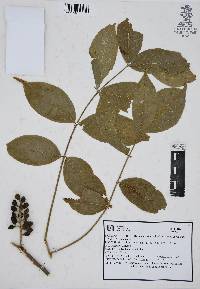 Bursera roseana image