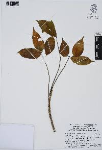 Bursera simaruba image