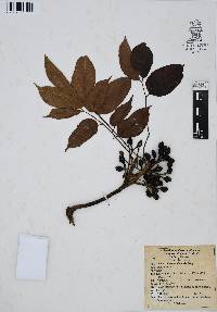 Bursera simaruba image