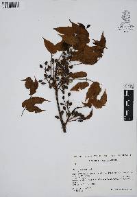 Bursera simaruba image