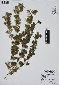 Cabomba palaeformis image