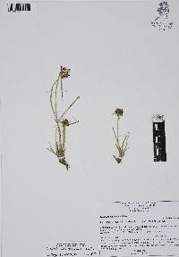 Cyperus niger image
