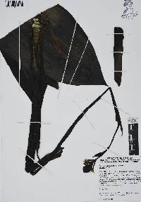 Govenia alba image