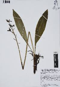 Govenia superba image