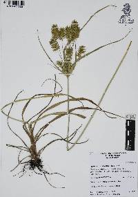 Cyperus hermaphroditus image