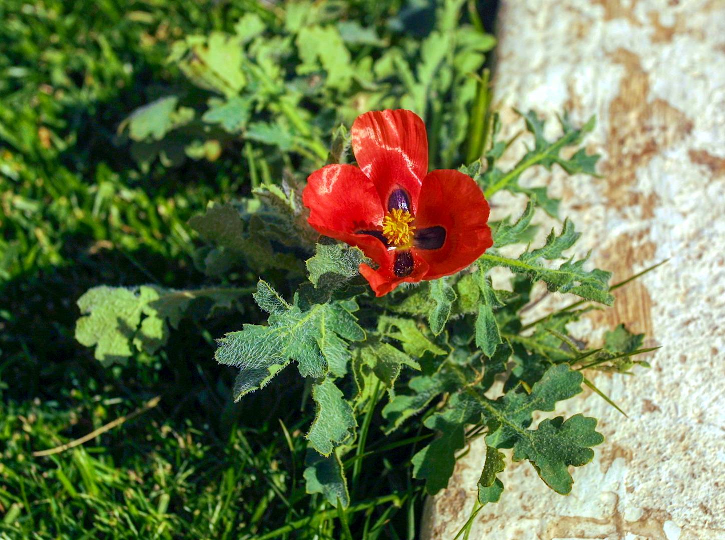 Glaucium corniculatum image