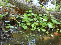 Hydrocotyle umbellata image