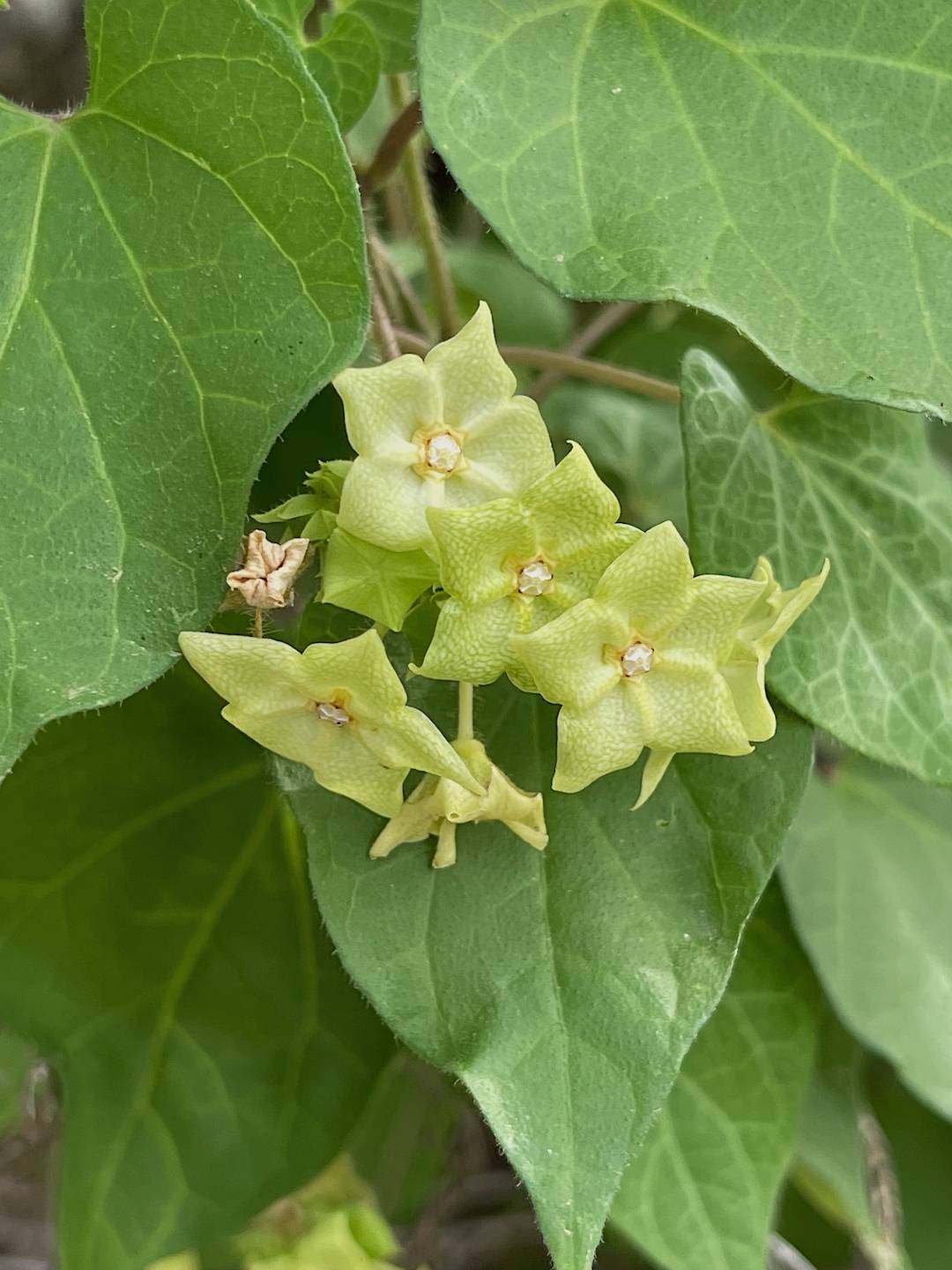 Dictyanthus altatensis image