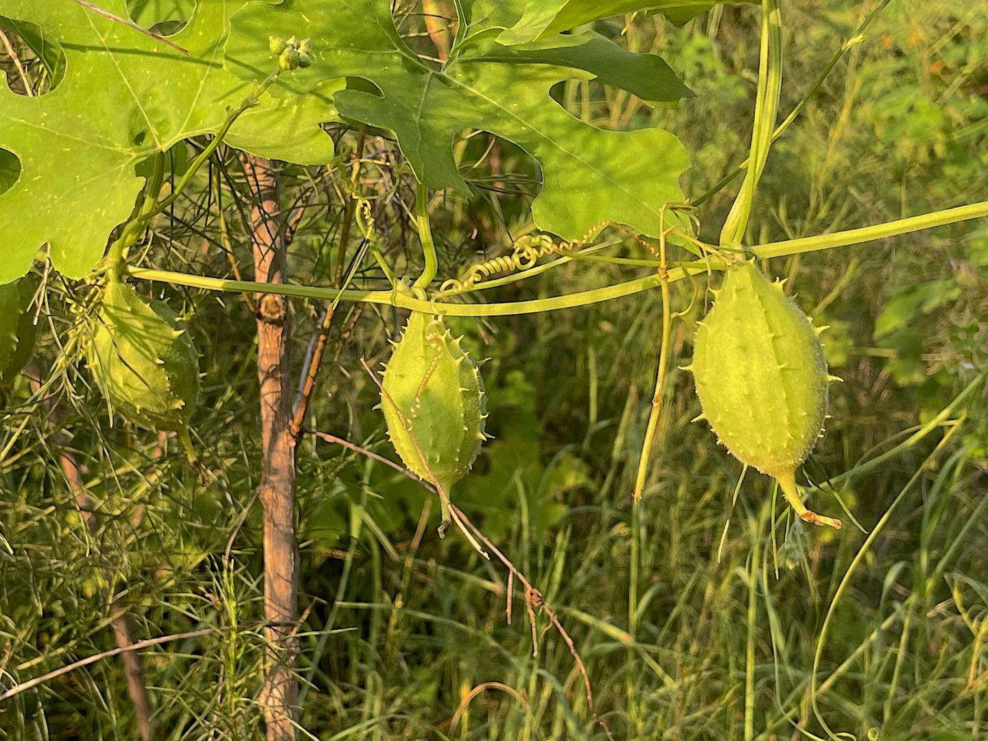 Luffa operculata image