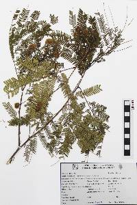 Lysiloma latisiliquum image