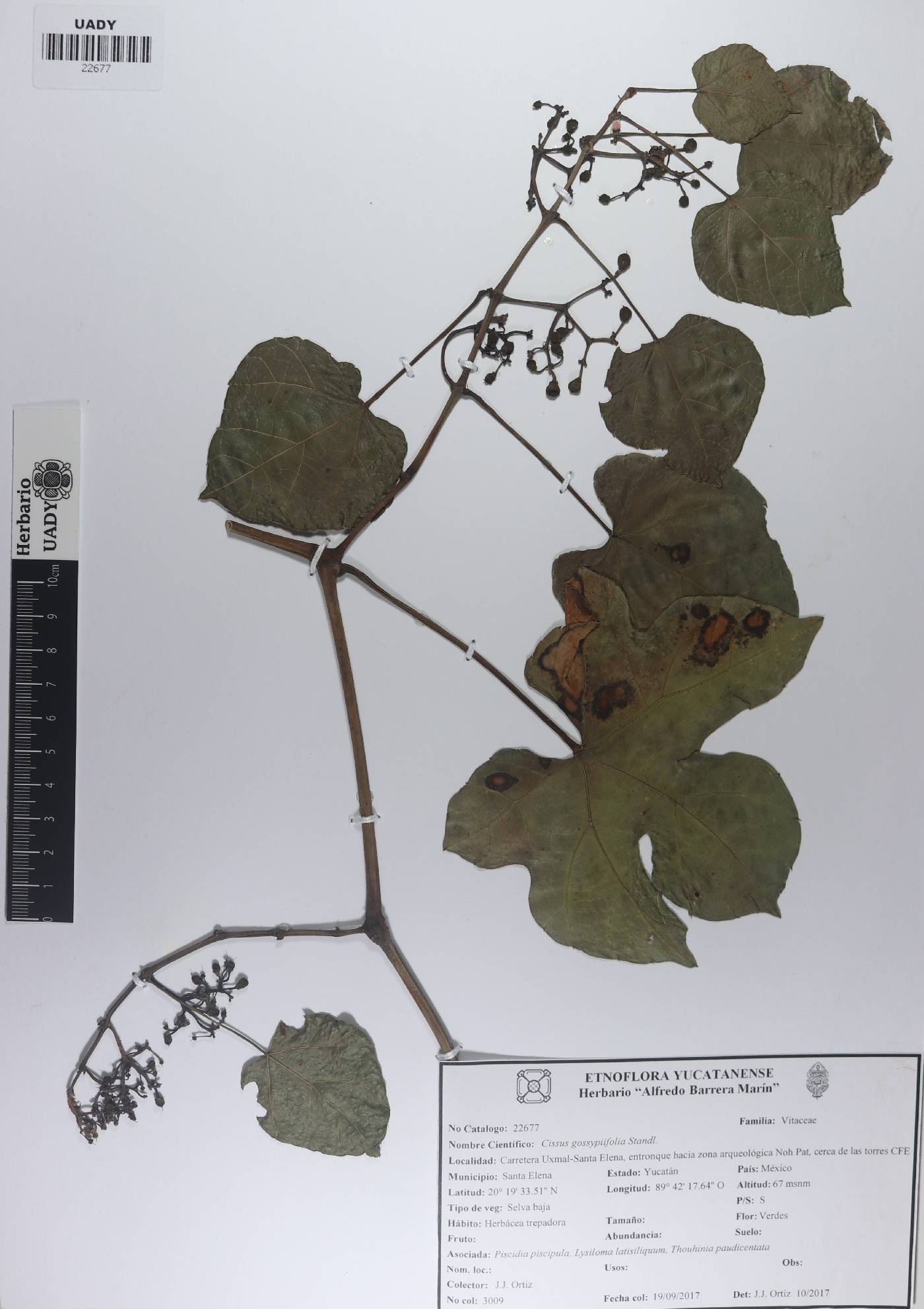 Cissus gossypiifolia image