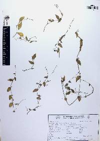 Gibasis geniculata image