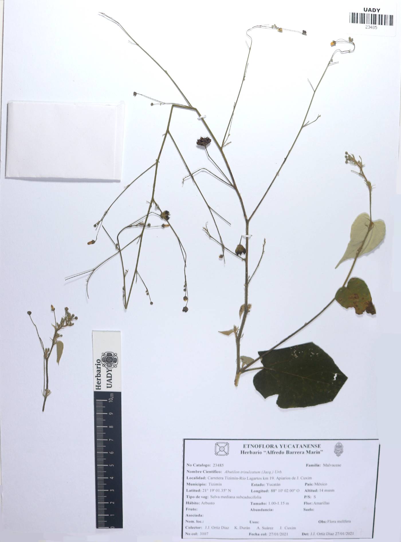 Abutilon trisulcatum image