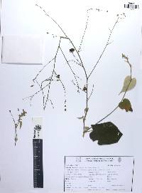 Abutilon trisulcatum image