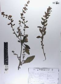 Capraria frutescens image