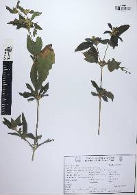 Synedrella nodiflora image