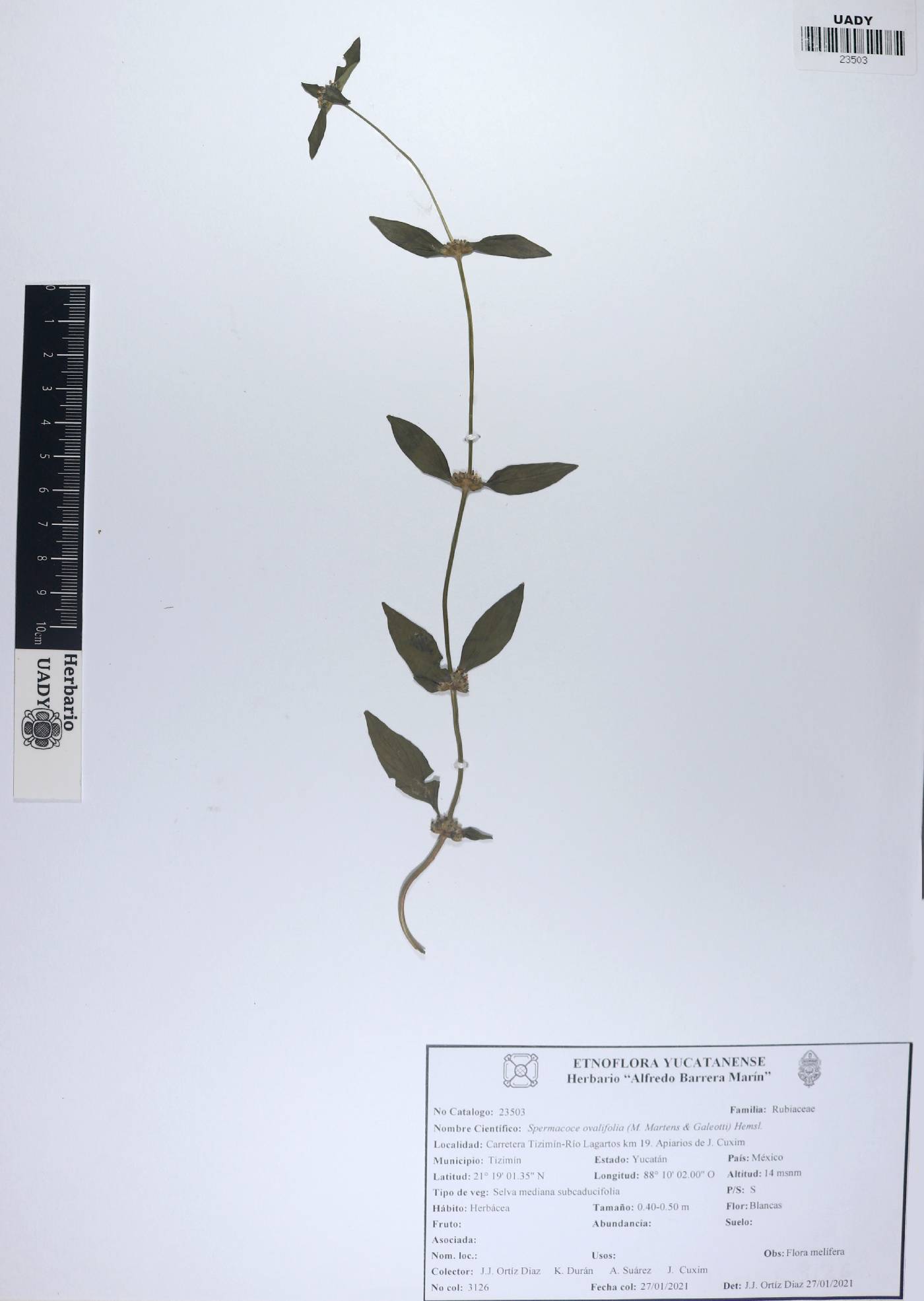 Spermacoce ovalifolia image