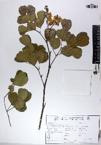 Caesalpinia vesicaria image