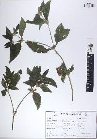 Synedrella nodiflora image