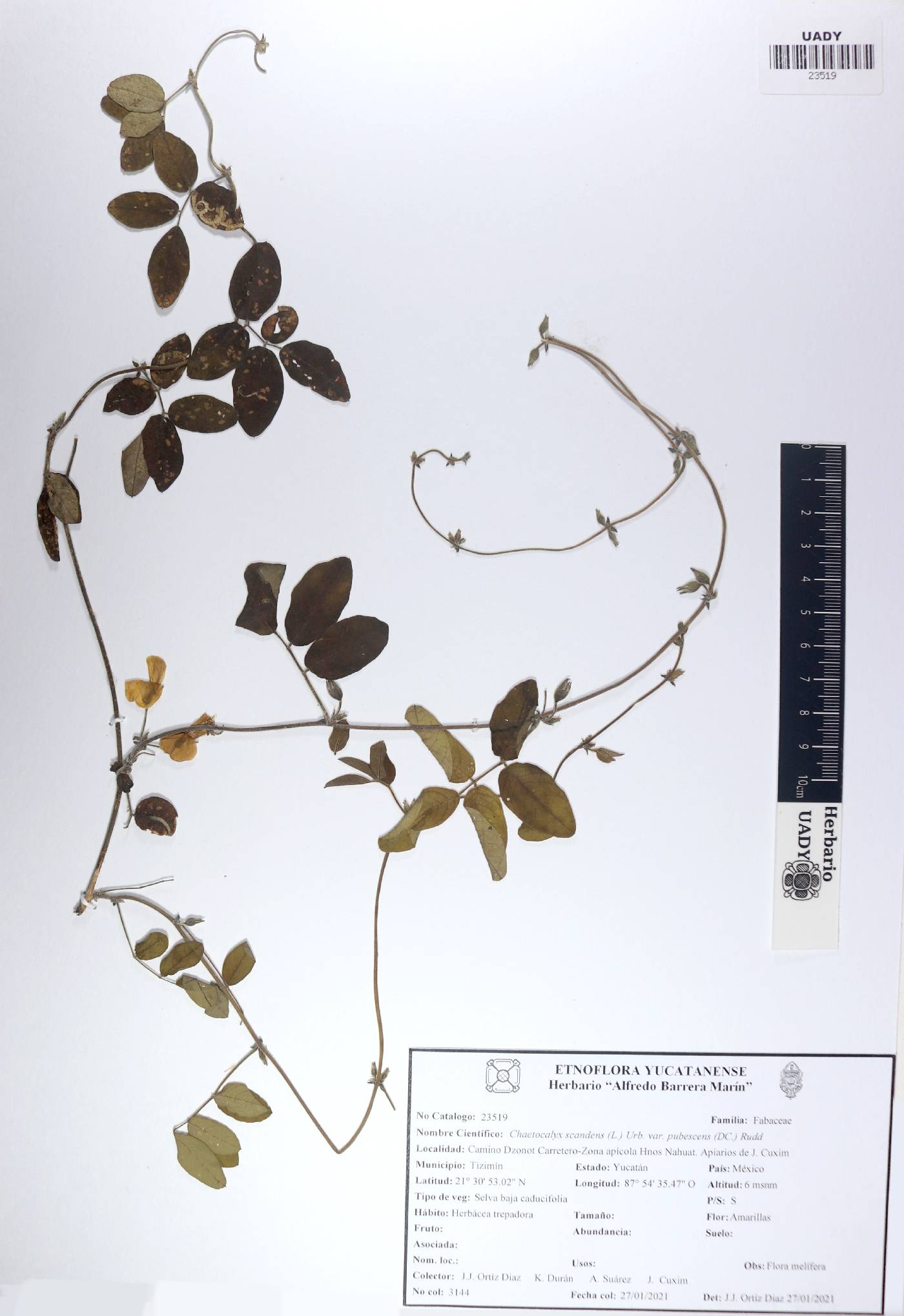 Chaetocalyx scandens var. pubescens image
