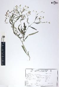 Parthenium hysterophorus image